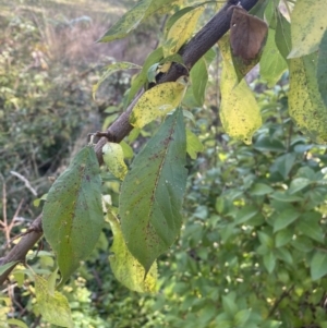 Prunus spinosa at Campbell, ACT - 9 May 2023