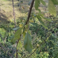 Prunus spinosa at Campbell, ACT - 9 May 2023