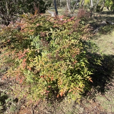 Nandina domestica (Sacred Bamboo) at Ainslie, ACT - 9 May 2023 by Steve_Bok