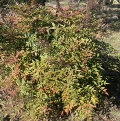 Nandina domestica at Ainslie, ACT - 9 May 2023