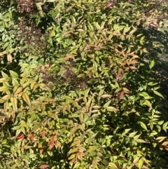 Nandina domestica at Ainslie, ACT - 9 May 2023