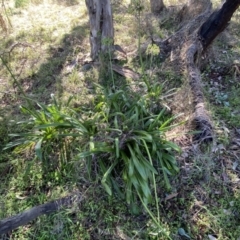 Agapanthus praecox subsp. orientalis (Agapanthus) at Ainslie, ACT - 9 May 2023 by SteveBorkowskis