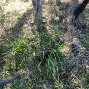 Agapanthus praecox subsp. orientalis at Ainslie, ACT - 9 May 2023 11:05 AM