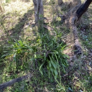 Agapanthus praecox subsp. orientalis at Ainslie, ACT - 9 May 2023