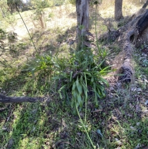 Agapanthus praecox subsp. orientalis at Ainslie, ACT - 9 May 2023