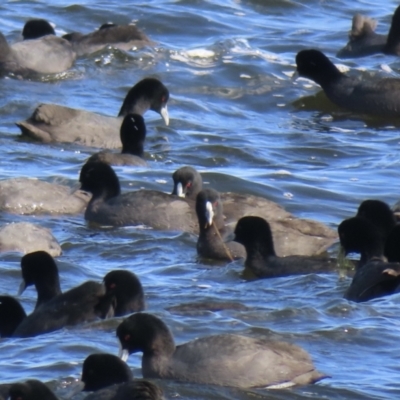 Fulica atra (Eurasian Coot) at Erowal Bay, NSW - 9 May 2023 by RobParnell