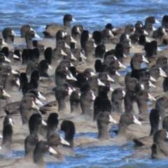 Fulica atra at Erowal Bay, NSW - 9 May 2023 11:50 AM