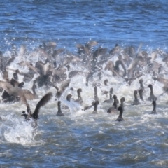 Fulica atra at Erowal Bay, NSW - 9 May 2023