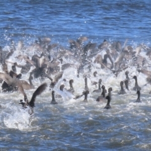 Fulica atra at Erowal Bay, NSW - 9 May 2023