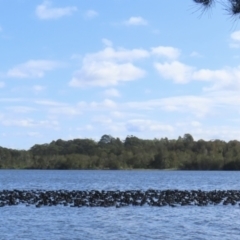 Fulica atra at Erowal Bay, NSW - 9 May 2023