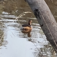 Tachybaptus novaehollandiae (Australasian Grebe) at Callum Brae - 9 May 2023 by Mike