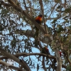 Trichoglossus moluccanus at Jerrabomberra, ACT - 9 May 2023