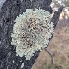 Unidentified Lichen at Jerrabomberra, ACT - 9 May 2023 by Mike