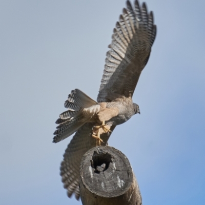 Accipiter fasciatus (Brown Goshawk) at GG169 - 9 May 2023 by MichaelJF