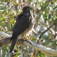 Tachyspiza fasciata at Deakin, ACT - 9 May 2023