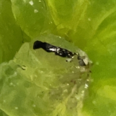 Ctenoplusia limberina at Braddon, ACT - 9 May 2023