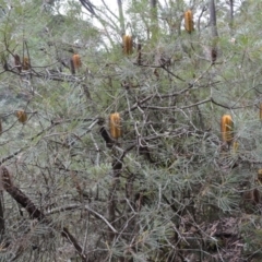 Banksia spinulosa var. cunninghamii (Hairpin Banksia) at Wingecarribee Local Government Area - 8 May 2023 by plants