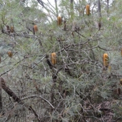 Banksia spinulosa var. cunninghamii (Hairpin Banksia) at Werai - 8 May 2023 by plants