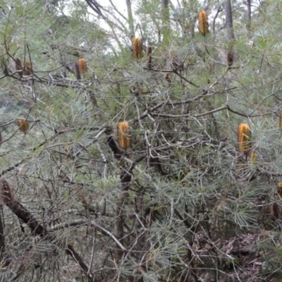 Banksia spinulosa var. cunninghamii (Hairpin Banksia) at Meryla State Forest - 8 May 2023 by plants