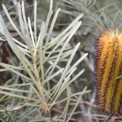 Banksia spinulosa var. cunninghamii at Werai, NSW - 9 May 2023