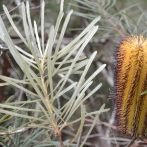 Banksia spinulosa var. cunninghamii at Werai, NSW - 9 May 2023