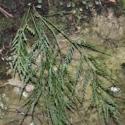 Asplenium flaccidum subsp. flaccidum (Weeping Spleenwort) at Werai, NSW - 9 May 2023 by plants