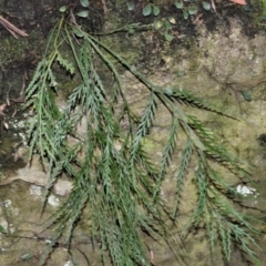 Asplenium flaccidum subsp. flaccidum (Weeping Spleenwort) at Werai, NSW - 8 May 2023 by plants