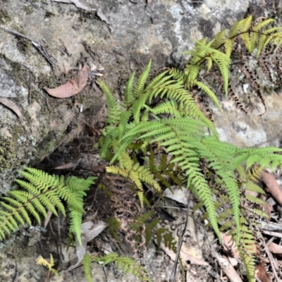 Hypolepis rugosula (Ruddy Ground-Fern) at Werai, NSW - 8 May 2023 by plants