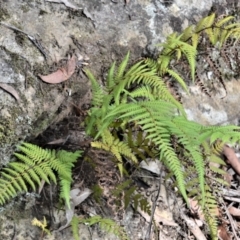Hypolepis rugosula (Ruddy Ground-Fern) at Werai, NSW - 8 May 2023 by plants