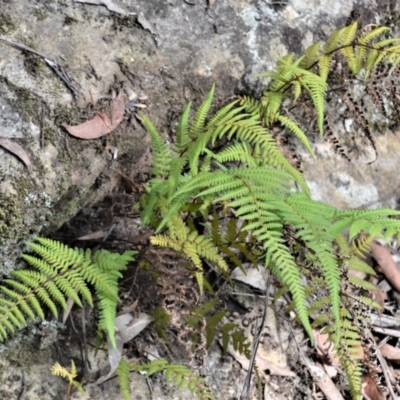 Hypolepis rugosula (Ruddy Ground-Fern) at Werai - 8 May 2023 by plants