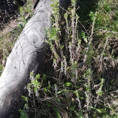 Erigeron sumatrensis (Tall Fleabane) at Watson, ACT - 8 May 2023 by MPW