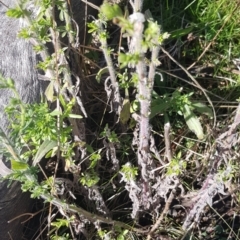 Erigeron sumatrensis at Watson, ACT - 8 May 2023 10:30 AM