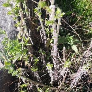 Erigeron sumatrensis at Watson, ACT - 8 May 2023 10:30 AM