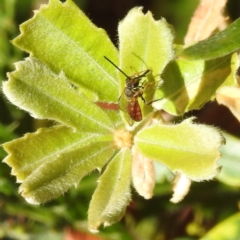 Lasioglossum (Parasphecodes) sp. (genus & subgenus) (Halictid bee) at GG204 - 9 May 2023 by HelenCross