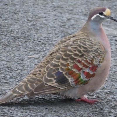 Phaps chalcoptera (Common Bronzewing) at Huskisson, NSW - 7 May 2023 by RobParnell