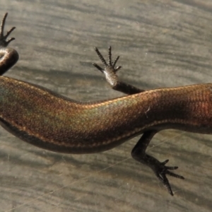 Lampropholis delicata at Narrabundah, ACT - 27 Apr 2023