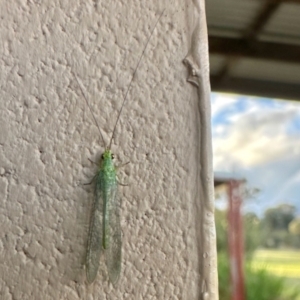 Chrysopidae (family) at Crowther, NSW - 2 May 2023