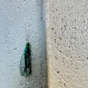 Chrysopidae (family) at Crowther, NSW - 2 May 2023