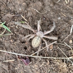 Delena cancerides (Social huntsman spider) at Dananbilla Nature Reserve - 2 May 2023 by KMcCue