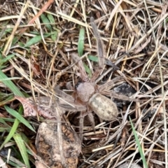 Delena cancerides at Crowther, NSW - 2 May 2023