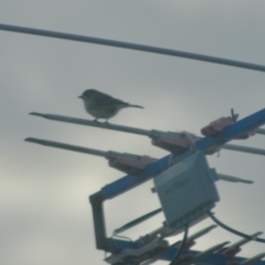 Aphelocephala leucopsis at Crowther, NSW - 3 May 2023 08:58 AM