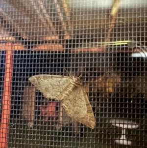 Lepidoptera unclassified ADULT moth at Crowther, NSW - 2 May 2023