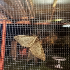 Lepidoptera unclassified ADULT moth at Crowther, NSW - 2 May 2023 08:30 PM