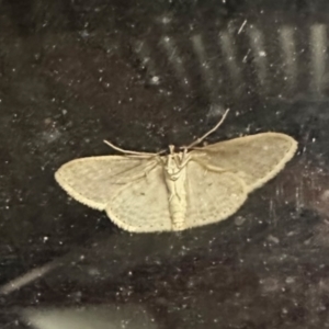 Scopula optivata at Crowther, NSW - 2 May 2023 08:24 PM