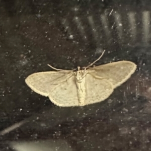 Scopula optivata at Crowther, NSW - 2 May 2023