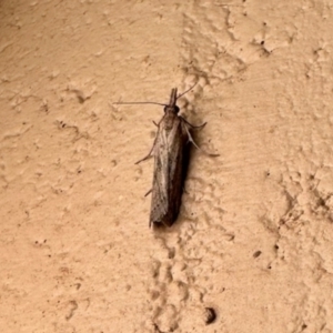 Faveria tritalis at Crowther, NSW - 2 May 2023 07:20 PM