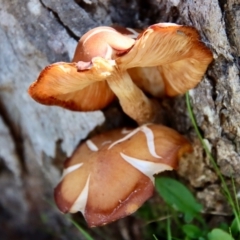 Unidentified Fungus at Mongarlowe, NSW - 9 May 2023 by LisaH