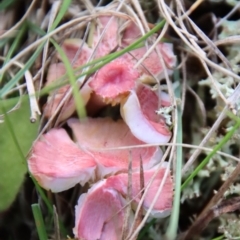 Hygrocybe sp. (Hygrocybe) at QPRC LGA - 9 May 2023 by LisaH