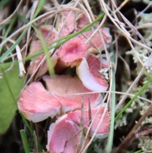 Hygrocybe sp. at Mongarlowe, NSW - 9 May 2023