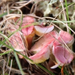 Hygrocybe sp. at Mongarlowe, NSW - 9 May 2023